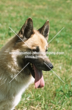 Halleforshund, portrait, rare Swedish breed