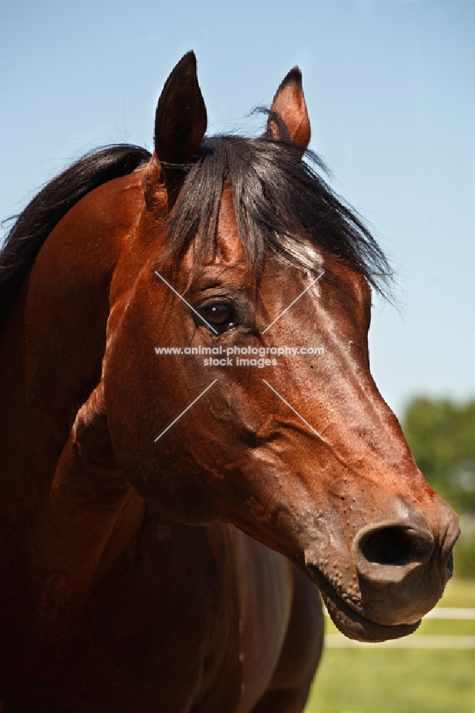 quarter horse portrait