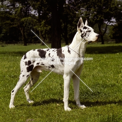 kastor vom riedstern harlequin great dane with cropped ears, photo reversed 