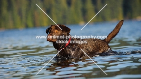 Chocolate Lab standing in water.