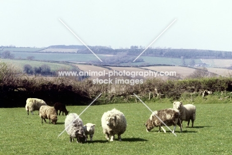 flock of rare breed sheep in devon