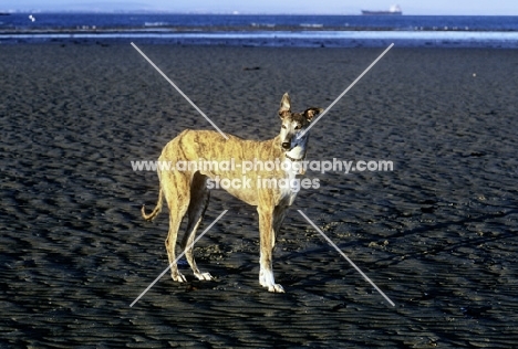 ex-racing greyhound on beach