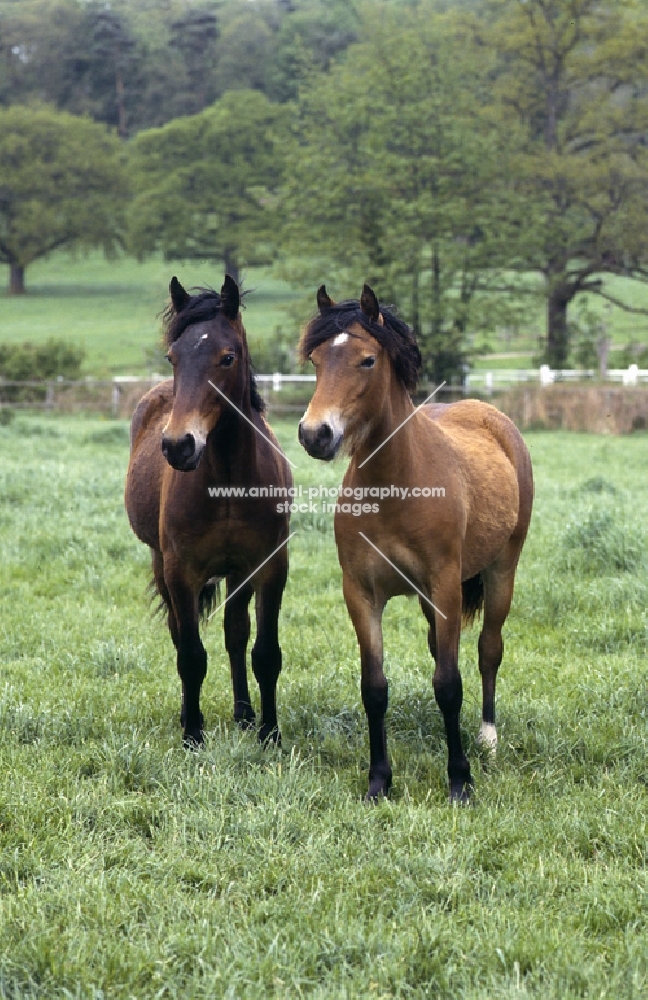 two welsh cobs (section d) fillies 