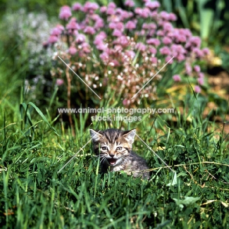 brown tabby short hair kitten meowing