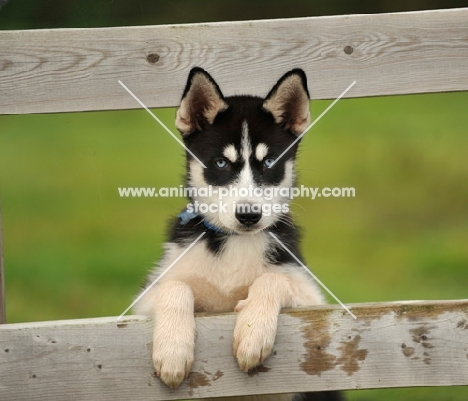 Siberian Husky puppy