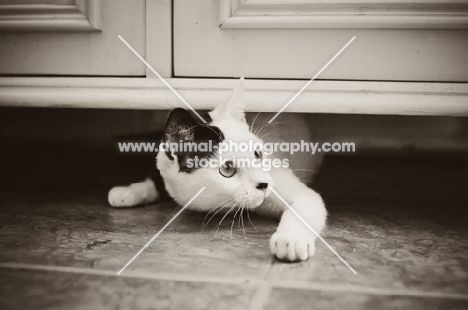 bi-coloured cat under cupboard