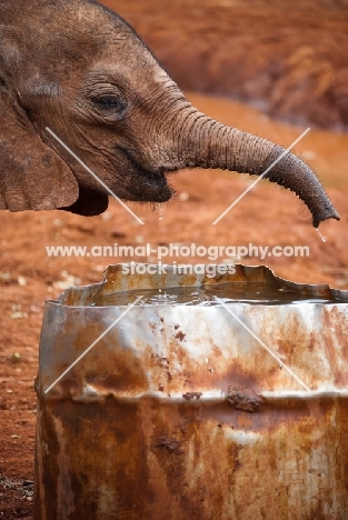 Baby Elephant drinking out of a metal drum at a sanctuary in Nairobi, Kenya