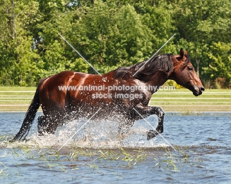 quarter horse walking through water