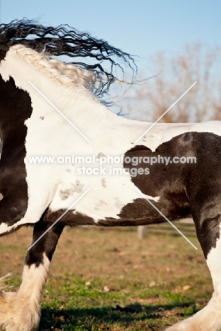 Gypsy Vanner close up