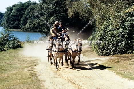  four fjord ponies driven down a track in windsor park