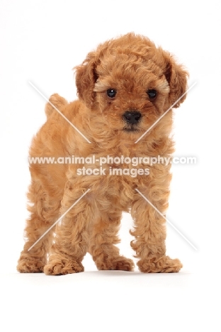 apricot toy Poodle puppy