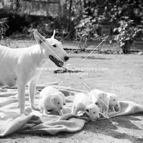 bull terrier bitch with her puppies