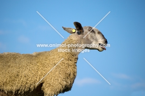 Bluefaced Leicester profile