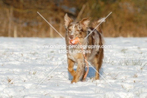 Australian Shepherd Dog in snow