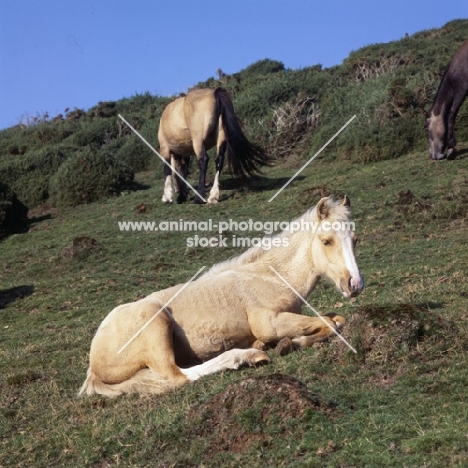 welsh mountain pony foal at rhosilli, gower
