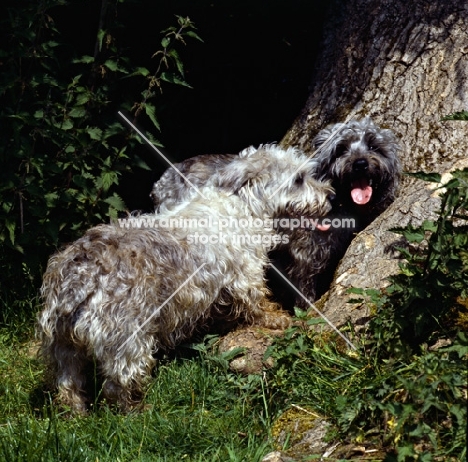 two glen of imaal terriers by tree