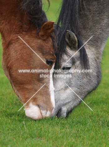 Welsh Mountain Ponies grazing together