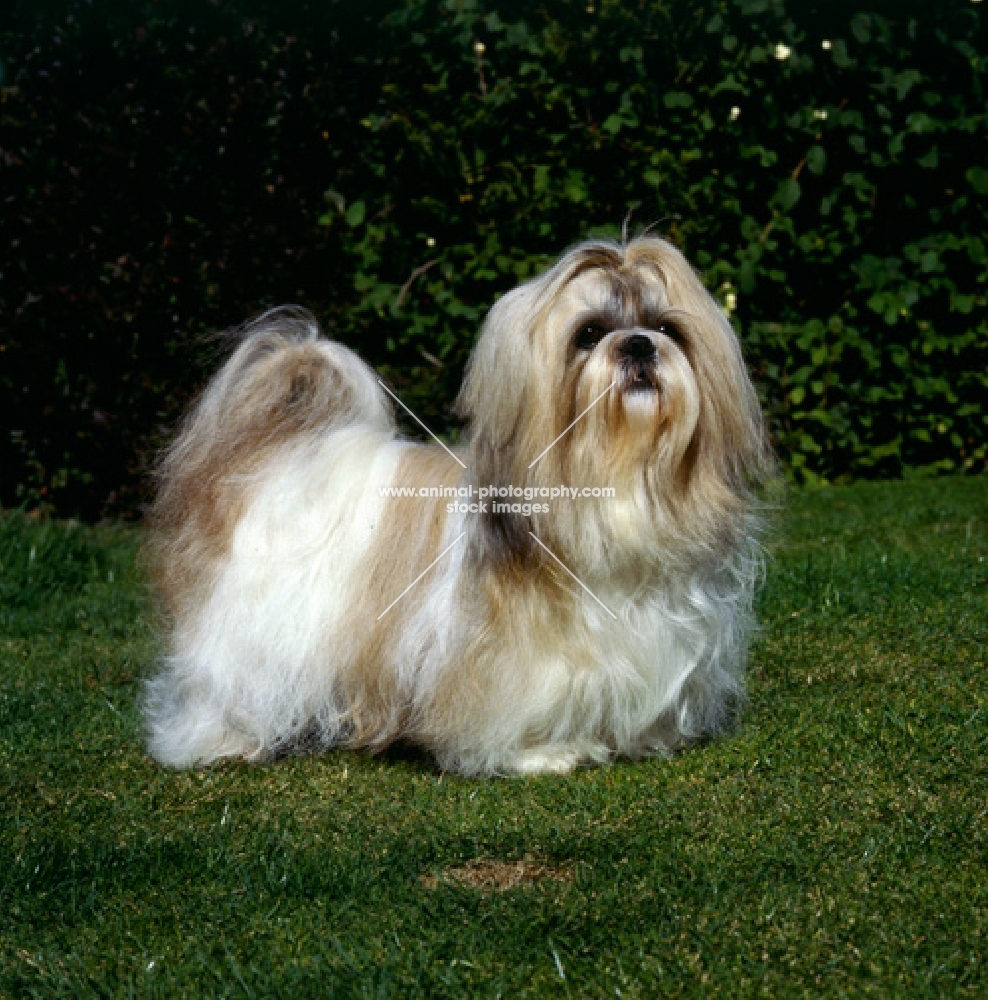 shih tzu posing