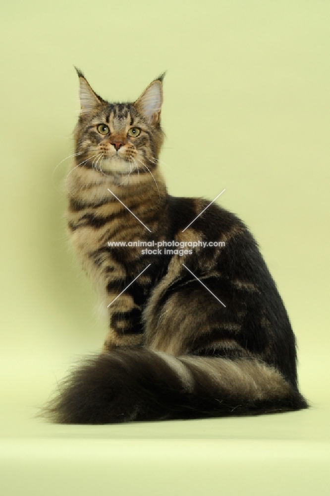 brown tabby Maine Coon cat