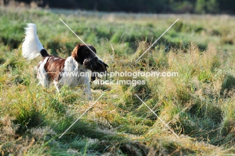 small Munsterlander retrieving