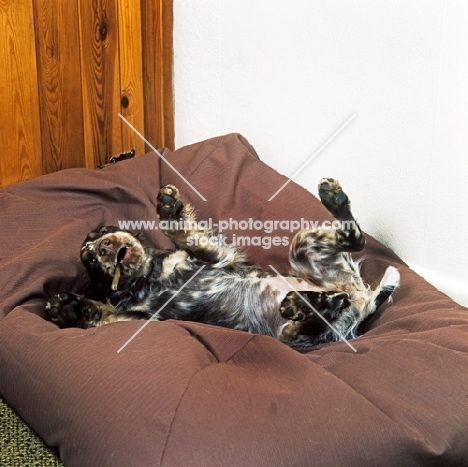 english cocker spaniel playing on a beanbag with a chew