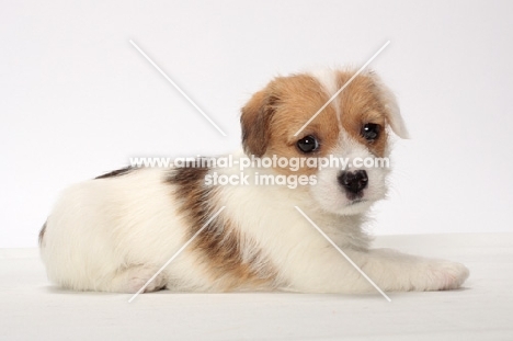 rough coated Jack Russell puppy, lying down