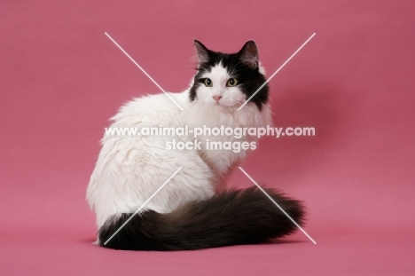 female Ragamuffin, sitting down