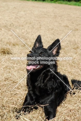 Mudi lying on dry grass