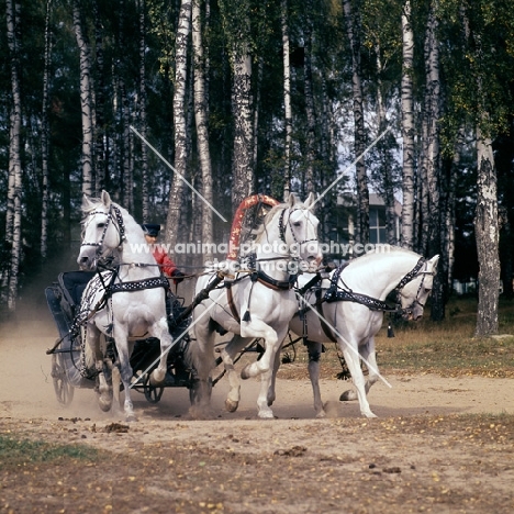 troika with three russian stallions,  tersk, orlov, tersk in moscow forest 
