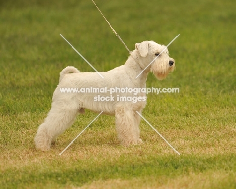 Miniature Schnauzer on lead