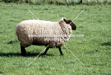 mixed breed sheep walking