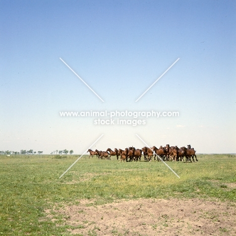herd of Furioso North Star mares and foals cantering at Kiskinsag  State farm, Hungary