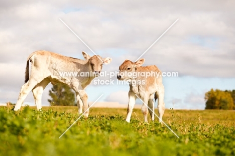 two Swiss brown calves