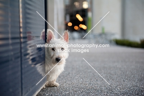 wheaten Scottish Terrier puppy peeking from reflective blue wall.