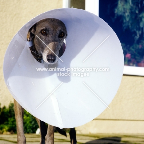 greyhound wearing elizabethan collar