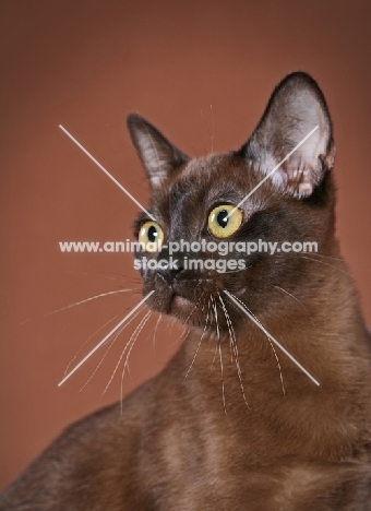 Burmese portrait, 5.5 month old Sable Burmese Female