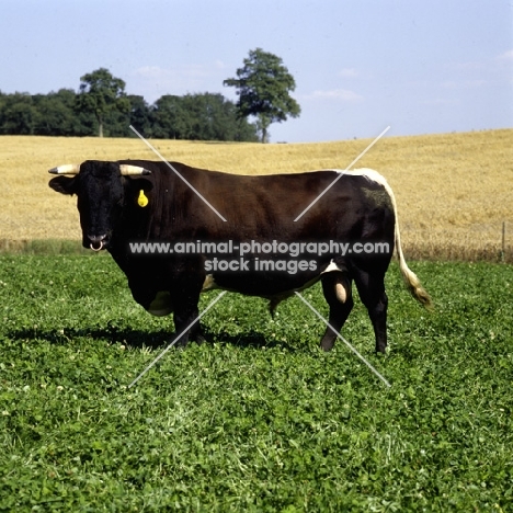charles martell's gloucester bull looking at camera