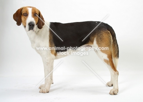 Australian Champion Foxhound standing on white background