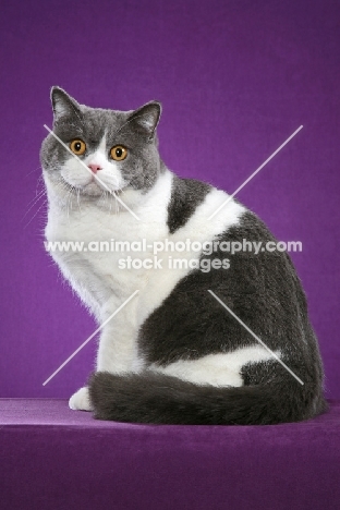 British Shorthair sitting on purple background