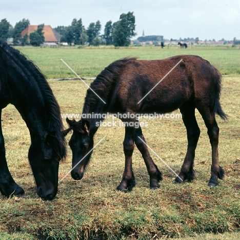 Friesian mare and foal grazing