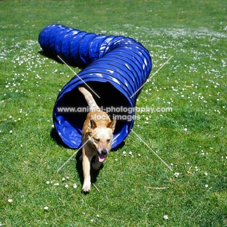 australian cattle dog exiting tunnel in agility training