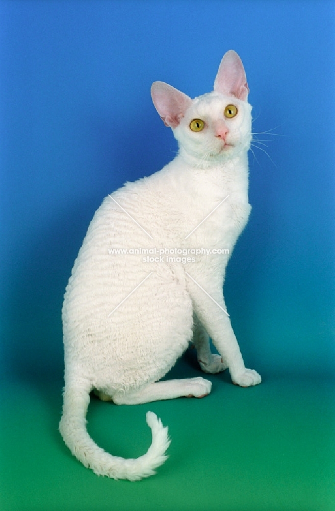 white cornish rex cat, sitting