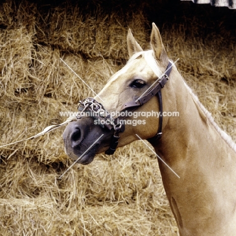 palomino horse wearing lunging caveson