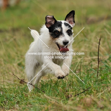 jack russell running towards camera