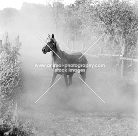 shagya arab on a dusty track