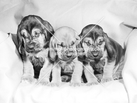 bloodhound puppies from barsheen kennels, in a chair