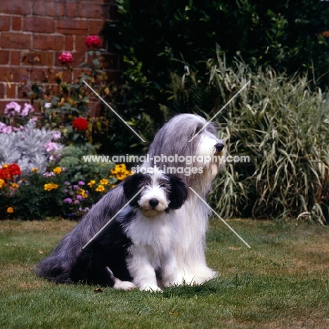 champion potterdale classic of moonhill (cassie), bearded collie and puppy, moonhill classy devil, sitting on grass