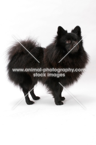 German Spitz(Mittel), Australian Champion, side view