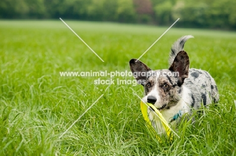 Cardigan Corgi in field with ring