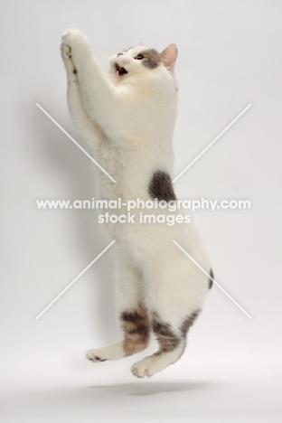 Blue Classic Tabby and White Manx jumping up